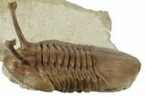 Stalk-Eyed Asaphus Kowalewskii Trilobite - Very Large #191016-3